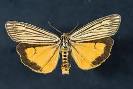 Attēlu rezultāti vaicājumam “Spiris striata”