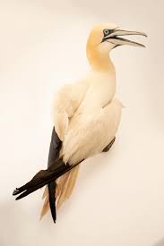 Image result for Morus bassanus