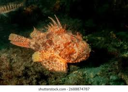 Image result for Scorpaena scrofa