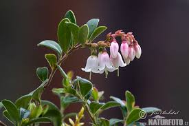 Attēlu rezultāti vaicājumam “Vaccinium vitis-idaea flower”