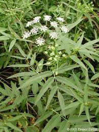 Attēlu rezultāti vaicājumam “Sium latifolium fruit”