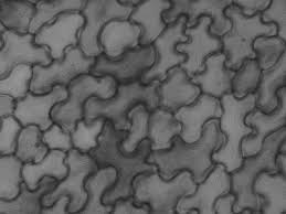 Attēlu rezultāti vaicājumam “Pistillaria sp.”