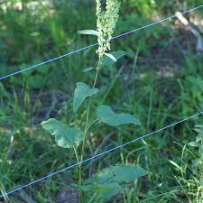 Attēlu rezultāti vaicājumam “Rumex aquaticus”