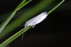 Attēlu rezultāti vaicājumam “Elachista argentella”