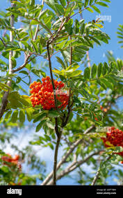 Attēlu rezultāti vaicājumam “Sorbus aucuparia fruit”