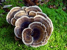 Attēlu rezultāti vaicājumam “Trametes versicolor”