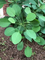 Attēlu rezultāti vaicājumam “Cotinus coggygria leaf”