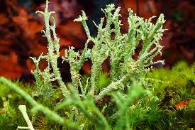 Attēlu rezultāti vaicājumam “Cladonia squamosa”