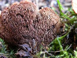 Attēlu rezultāti vaicājumam “Hydnellum ferrugineum”
