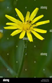 Attēlu rezultāti vaicājumam “Scorzonera humilis bud”