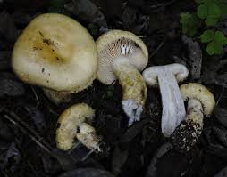 Attēlu rezultāti vaicājumam “Lactarius repraesentaneus”