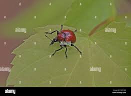 Attēlu rezultāti vaicājumam “Attelabus nitens”