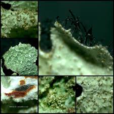 Attēlu rezultāti vaicājumam “Parmelia serrana”