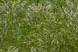 Attēlu rezultāti vaicājumam “Anisantha tectorum fruit”