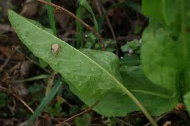 Attēlu rezultāti vaicājumam “Rumex acetosa leaf”