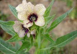Attēlu rezultāti vaicājumam “Hyoscyamus niger flower”