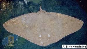 Image result for Gymnura altavela