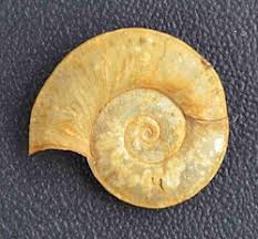 Attēlu rezultāti vaicājumam “Planorbis planorbis”