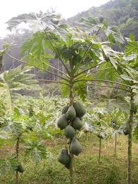 Image result for Carica papaya