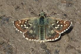 Attēlu rezultāti vaicājumam “Pyrgus alveus upperside”