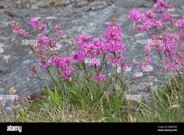 Image result for Pechnelke