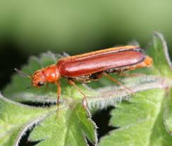 Attēlu rezultāti vaicājumam “Lymexylidae”