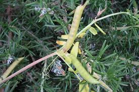 Attēlu rezultāti vaicājumam “Vicia cracca fruit”