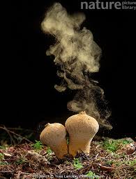 Attēlu rezultāti vaicājumam “Lycoperdon perlatum”