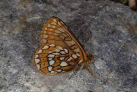 Attēlu rezultāti vaicājumam “Euphydryas maturna upperside”