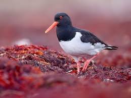 Attēlu rezultāti vaicājumam “Haematopus ostralegus adult”