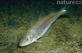 Image result for Merlangius merlangus