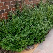 Attēlu rezultāti vaicājumam “Ribes alpinum”