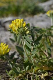 Image result for Anthyllis vulneraria rubra