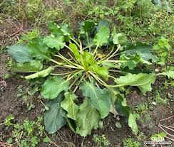 Attēlu rezultāti vaicājumam “Eryngium planum leaf”