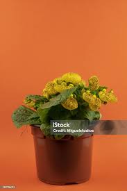 Image result for Calceolaria integrifolia