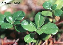 Attēlu rezultāti vaicājumam “Linnaea borealis leaf”