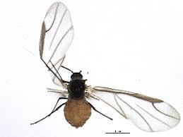 Attēlu rezultāti vaicājumam “Prociphilus xylostei”