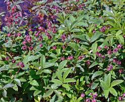 Attēlu rezultāti vaicājumam “Comarum palustre”