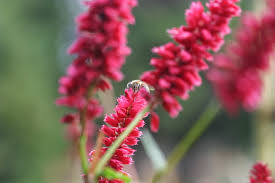 Attēlu rezultāti vaicājumam “Bistorta major leaf”