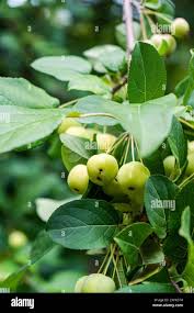 Attēlu rezultāti vaicājumam “Malus prunifolia fruit”
