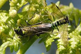 Attēlu rezultāti vaicājumam “Tenthredo scrophulariae larva”