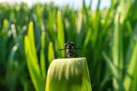 Attēlu rezultāti vaicājumam “Lycogala convexum macro”