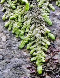 Attēlu rezultāti vaicājumam “Radula complanata”