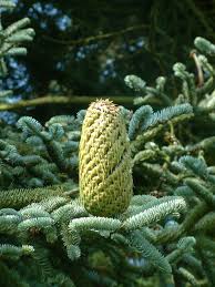 Attēlu rezultāti vaicājumam “Abies”