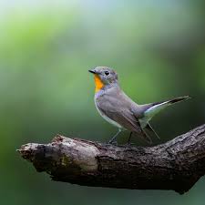 Image result for Anthus gustavi