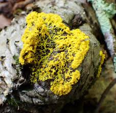 Attēlu rezultāti vaicājumam “Physarum obscurum young”