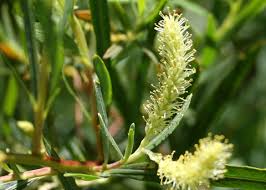 Attēlu rezultāti vaicājumam “Salix Vetrix”