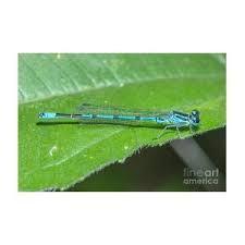 Attēlu rezultāti vaicājumam “Coenagrion puella male”