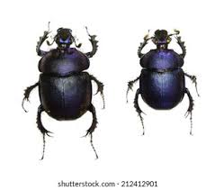 Attēlu rezultāti vaicājumam “Trypocopris vernalis”