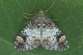 Attēlu rezultāti vaicājumam “Dysstroma truncata”